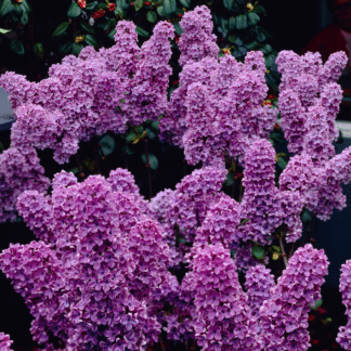 Syringa Vulgaris 'Ludwig Spaeth' - Lilac