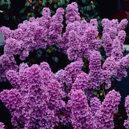 Syringa Vulgaris 'Ludwig Spaeth' - Lilac