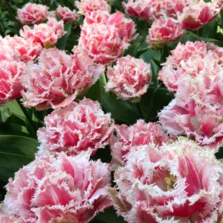 Tulip 'Queensland' - Double Fringed Tulips - Pack of 6 Bulbs