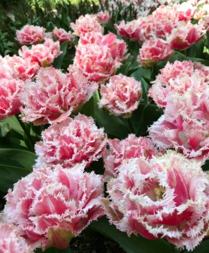 Tulip 'Queensland' - Double Fringed Tulips - Pack of 6 Bulbs