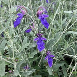 Teuchreum Fruiticans Azureum 'Indyho' - Teucrium