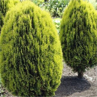 Thuja Orientalis Aurea Nana (Platycladus)
