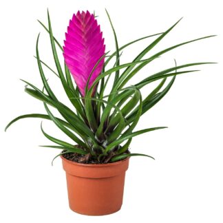 Exotic Looking Bromelia - Tillandsia Cyanea 'Anita' Plant