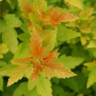 Physocarpus Tiny Wine Gold