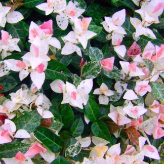 Trachelospermum Jasminoides Chameleon - Rare Pink & White Variegation