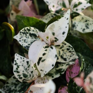 Trachelospermum Jasminoides Chameleon - Rare Pink & White Variegation