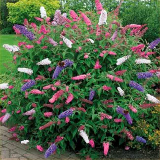 Large Buddleia Tricolour - Amazing Multicoloured Butterfly Bush