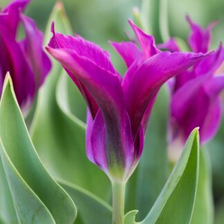 Tulipa Purple Doll - Pack of 6 Lily Flowering Tulips