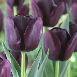 Tulip 'Queen of The Night' - Pack of 10 Bulbs
