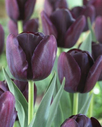 Tulip 'Queen of The Night' - Pack of 10 Bulbs