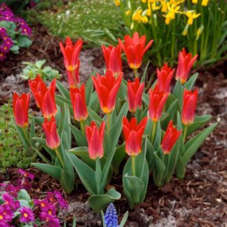 Tulip Scarlet Baby - Pack of 8