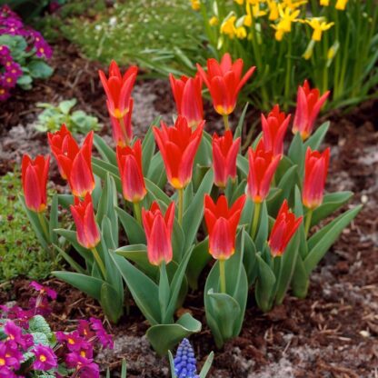Tulip Scarlet Baby - Pack of 8