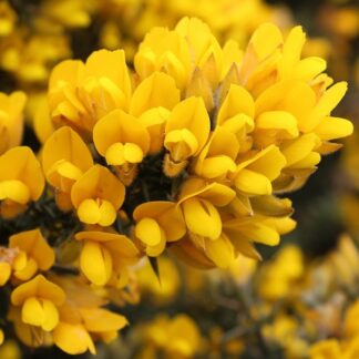 Ulex Europaeus - Gorse