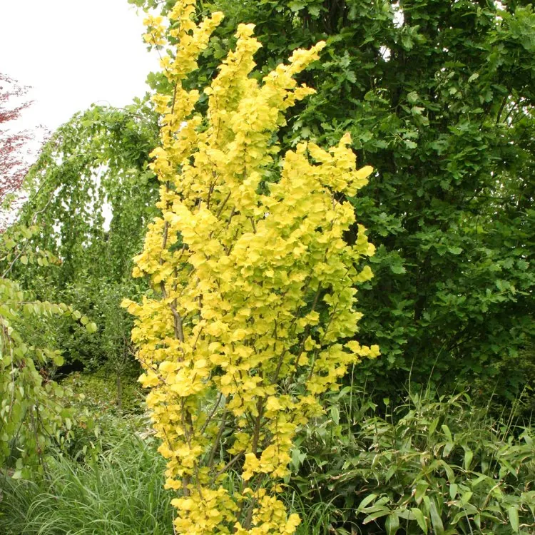 Ulmus × Hollandica 'Wredei' - Golden Pillar Elm Tree