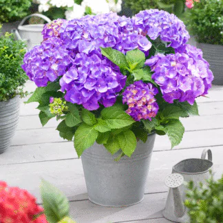 Hydrangea Macrophylla Little Xs Purple - Compact Mophead Hydrangea