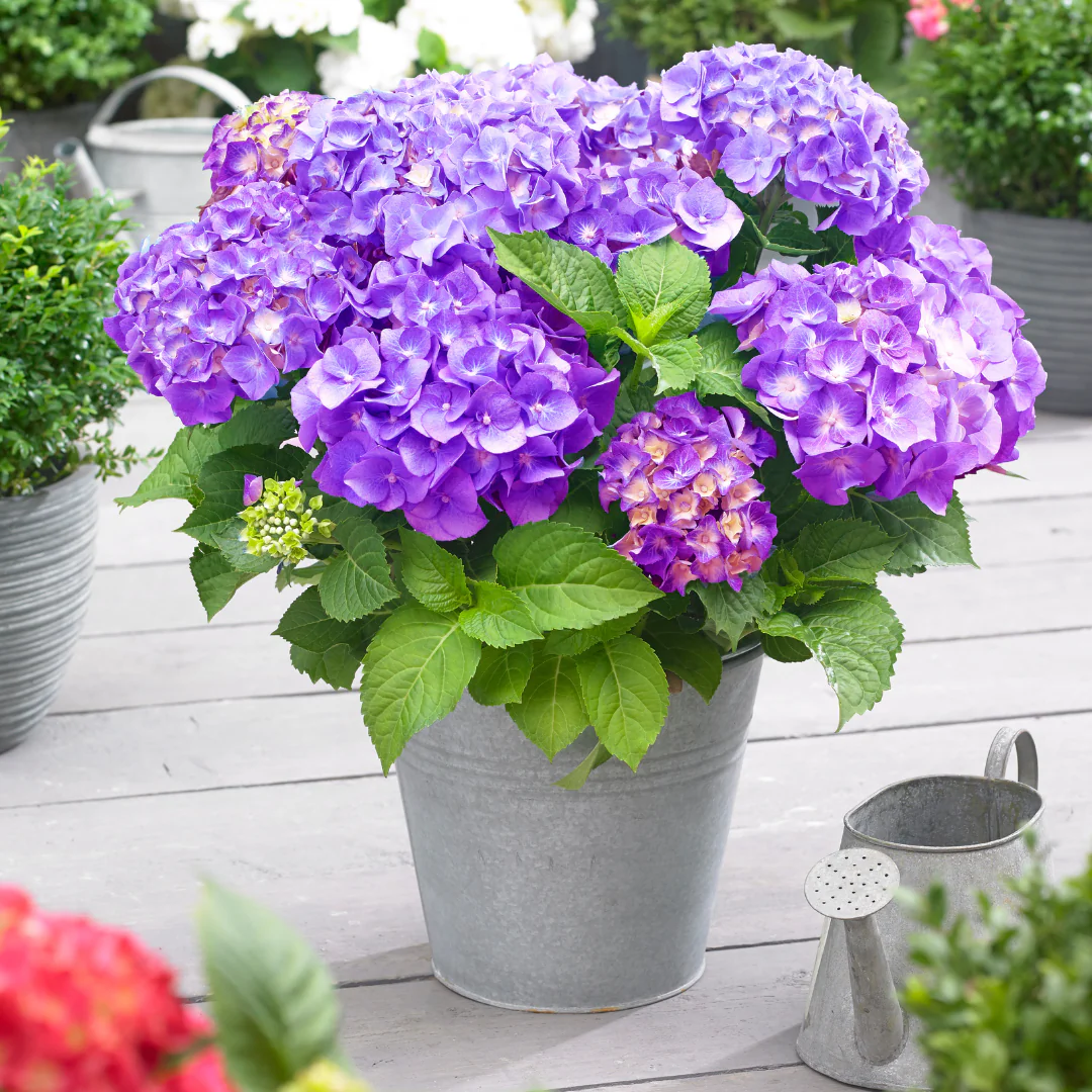 Hydrangea Macrophylla Little Xs Purple - Compact Mophead Hydrangea