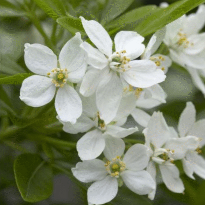 Choisya Ternata - Mexican Orange Blossom