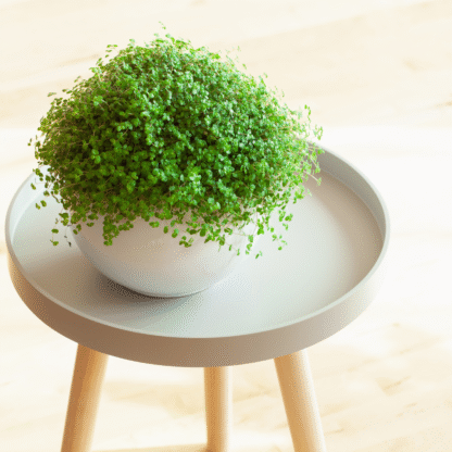L  - Soleirolia Soleirolii - Mind Your Own Business Plant