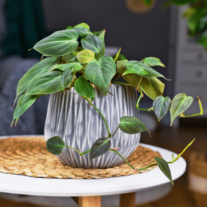 Philodendron Scandens Micans