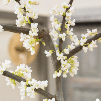 Cercis Canadensis Vanilla Twist - Circa 180-200cm Tall