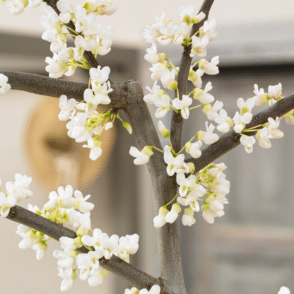 Cercis Canadensis Vanilla Twist - Circa 180-200cm Tall