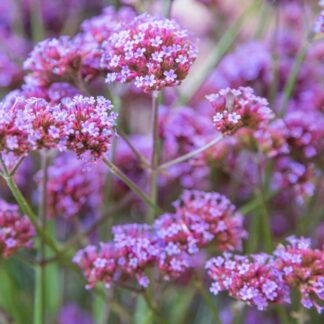 Verbena Bonariensis Lollipop - Dwarf Brazilian Verbena - in Bud & Bloom