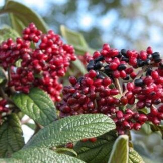 Viburnum Rhytidophyllum 'Holland' - Wrinkled Viburnum
