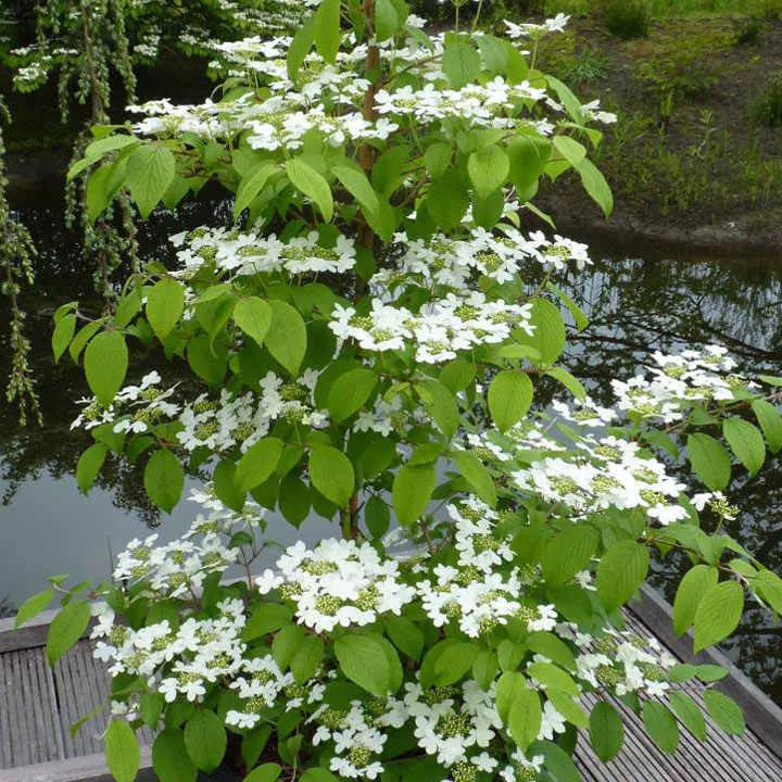 Viburnum Plicatum Kilimanjaro Sunrise - Circa 150-180cm Tall - Large Plant