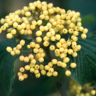 Viburnum Dilatatum Michael Dodge