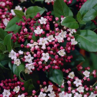 Viburnum Tinus Eve Price - Large