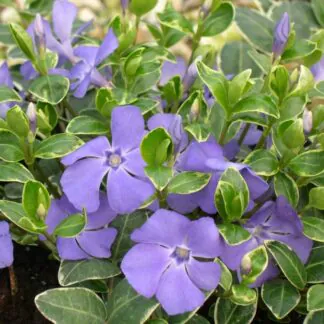 Vinca Minor Ralph Shugert - Blue Flowering Variegated Periwinkle