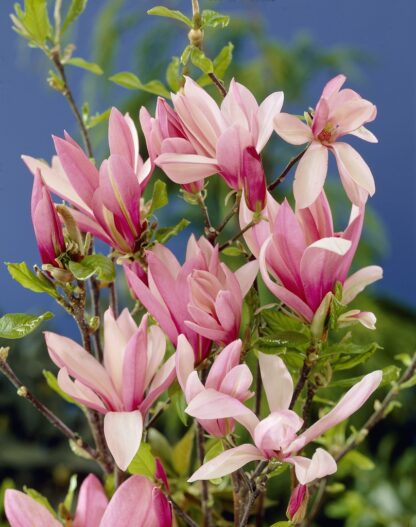 Magnolia Betty