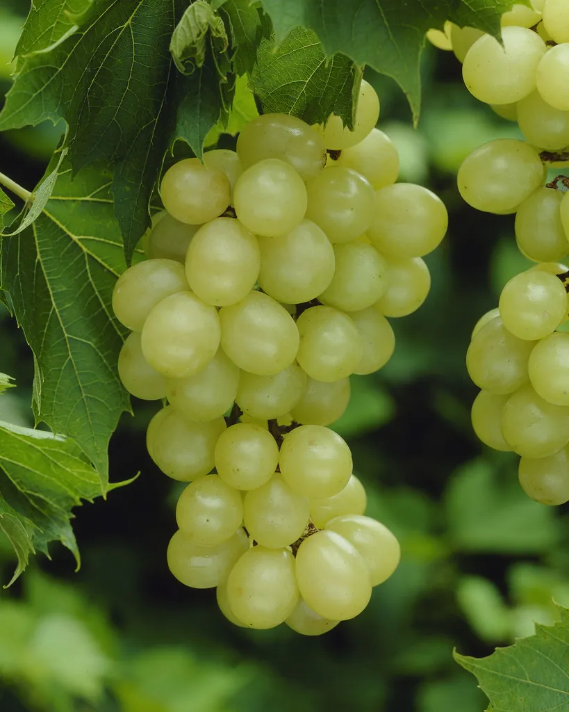 Vitis Vinifera White Muscat of Alexandria - Grape Vine