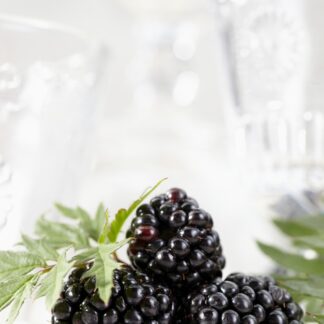 Rubus Thornless Evergreen