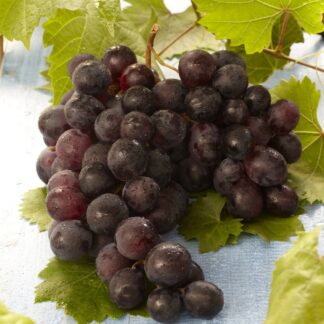 Vitis Vinifera 'Regent' - Grape Vine