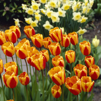 Tulipa Apeldoorn's Elite - Pack of 6