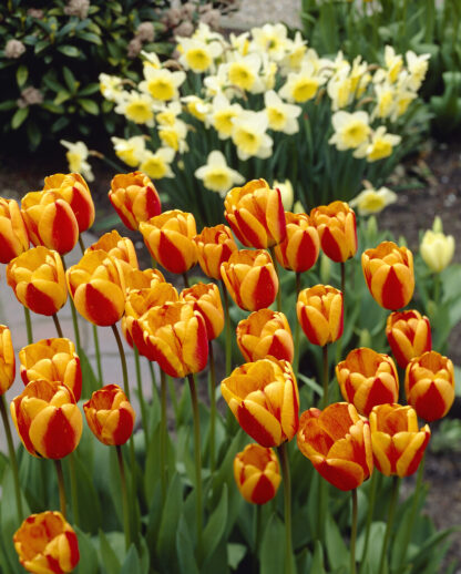 Tulipa Apeldoorn's Elite - Pack of 6