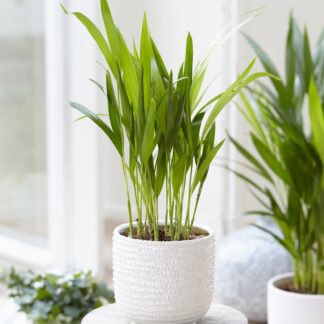 Dypsis Areca Parlour Palm - Perfect Palm For Indoors
