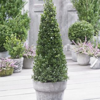 Topiary Ilex Crenata 'Dark Green' 70-80cm Pyramid