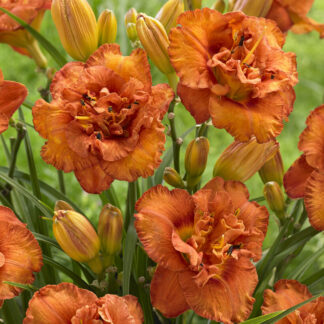 Hemerocallis Awesome Luck