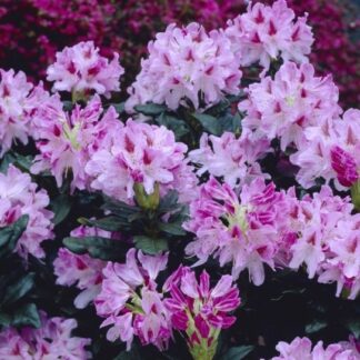 Rhododendron 'Cosmopolitan'