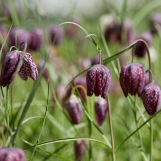 Fritillaria Meleagris - Snakes Head Fritillary - Pack of 15