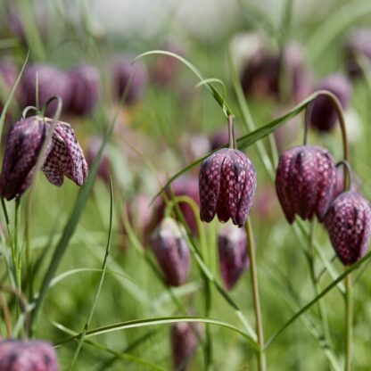 Fritillaria Meleagris - Snakes Head Fritillary - Pack of 15