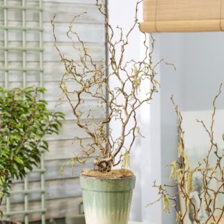 Corylus Avellana Contorta 'Medusa' - Special Corkscrew Hazel Circa 100cm