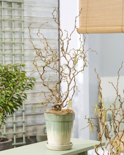 Corylus Avellana Contorta 'Medusa' - Special Corkscrew Hazel Circa 100cm