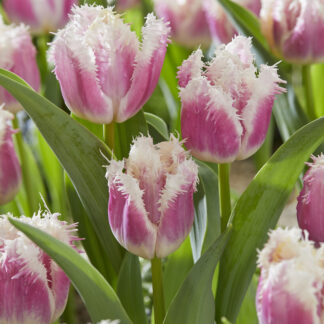Tulip Hawaii- Pack of 6