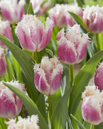Tulip Hawaii- Pack of 6