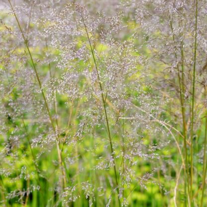 Deschampsia Cespitosa Goldtau