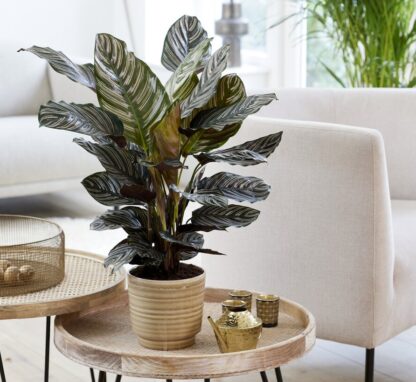 Calathea Sanderiana - Pin Stripe Calathea