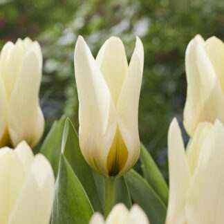 Tulip Concerto - Pack of 6 Bulbs